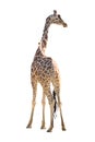 Giraffe on white background Royalty Free Stock Photo