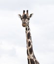 Giraffe on White Cloud Background