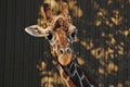 Giraffe wiggling his ears Royalty Free Stock Photo