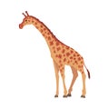 Giraffe Wild African Animal, Side View Cartoon Vector Illustration