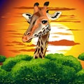 Giraffe on Wild African Savanna Sunset Royalty Free Stock Photo