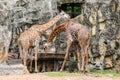 Giraffe in the wild drinking water in wooden tray. Royalty Free Stock Photo