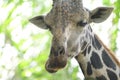 A Giraffe in the wild with a goofy look while munching eating