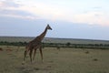 Giraffe in the wild maasai mara