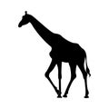 Giraffe wild mammal in Kenya African, neck long tall, camouflage skin savanna, Giraffa silhouette Royalty Free Stock Photo