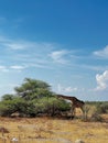 Giraffe in the wild. Safari in Africa, African savannah wildlife. Royalty Free Stock Photo