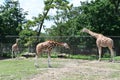 Giraffe at the Wild Safari Drive-Thru Adventure at Six Flags Great Adventure in Jackson Township, New Jersey Royalty Free Stock Photo