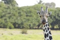 Giraffe in the wild ,Yumka Park Villahermosa,Tabasco,Mexico Royalty Free Stock Photo