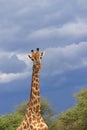 Giraffe in the wilderness moremi game reserve botswana, africa Royalty Free Stock Photo