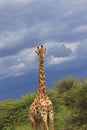 Giraffe in the wilderness moremi game reserve botswana, africa Royalty Free Stock Photo