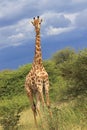 Giraffe in the wilderness moremi game reserve botswana, africa