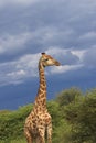 Giraffe in the wilderness moremi game reserve botswana, africa Royalty Free Stock Photo