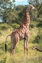 Giraffe in the wilderness of South Africa. Kruger National Park Royalty Free Stock Photo