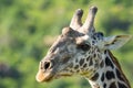 Giraffe wildlife animal closeup head detail portrait