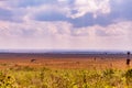 Giraffe Wildlife Animals Grazing In Nairobi National Park Kenya East Africa Fields Meadows Environment Nature Clouds Sky