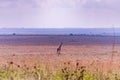 Giraffe Wildlife Animals Grazing In Nairobi National Park Kenya East Africa Fields Meadows Environment Nature Clouds Sky