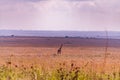 Giraffe Wildlife Animals Grazing In Nairobi National Park Kenya East Africa Fields Meadows Environment Nature Clouds Sky