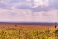 Giraffe Wildlife Animals Grazing In Nairobi National Park Kenya East Africa Fields Meadows Environment Nature Clouds Sky