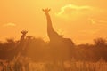 Giraffe - Wildlife Background - Beautiful Nature and Her Colors