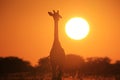 Giraffe - Wildlife Background - Glowing Solitude of Gold Royalty Free Stock Photo
