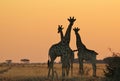 Giraffe - Wildlife Background - Nature's Sun Portrait