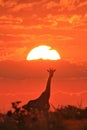 Giraffe - Wildlife Background - Red Nature and Golden Sunsets