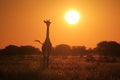 Giraffe - Wildlife Background - Silhouette of Glowing Solitude Royalty Free Stock Photo