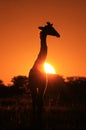 Giraffe - Wildlife Background - Sun and Golden Nature