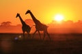 Giraffe - Wildlife Background - Sunset Gold
