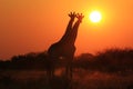 Giraffe - Wildlife Background - Sunset Twins