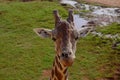 Giraffe wildlife Safari park zoo Royalty Free Stock Photo