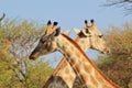Giraffe - X Marks the spot Royalty Free Stock Photo