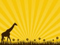 Giraffe on the yellow background