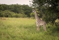 Giraffe young next to a tree on a savanna