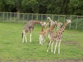 Giraffe Royalty Free Stock Photo