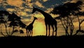 Giraffe with a young sillouette on sunset background