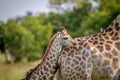 Giraffe young standing with his mother. Royalty Free Stock Photo