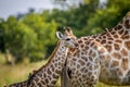 Giraffe young standing with his mother. Royalty Free Stock Photo