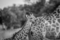 Giraffe young standing with his mother. Royalty Free Stock Photo