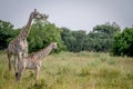 Giraffe young standing with his mother. Royalty Free Stock Photo