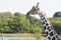 Giraffe,Yumka Park,Villahermosa,Tabasco,Mexico Royalty Free Stock Photo