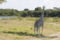 Giraffe,Yumka Park,Villahermosa,Tabasco,Mexico Royalty Free Stock Photo