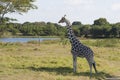 Giraffe,Yumka Park,Villahermosa,Tabasco,Mexico Royalty Free Stock Photo