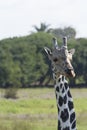 Giraffe,Yumka Park,Villahermosa,Tabasco,Mexico Royalty Free Stock Photo