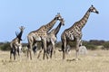 Giraffe and Zebra - Botswana Royalty Free Stock Photo