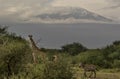 Giraffe and zebra in front of Kilimanjaro