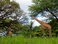 Giraffe and Zebra at the Honolulu Zoo Royalty Free Stock Photo