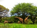 Giraffe and Zebra at the Honolulu Zoo Royalty Free Stock Photo