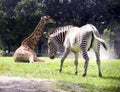 Giraffe Zebra Africa mammal thin long neck spotted Savannah striped horse herbivore reserve zoo Serengeti