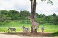 Giraffe and zebra standing in the cage at the zoo Royalty Free Stock Photo